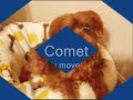 i-goodsearch-for-yorkie-haven-rescue.html