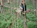 1st Isham & Orlingbury Scouts Go Ape pt 1