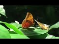 A New Earth - visual meditation
