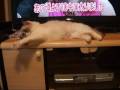 チャンネルを変えないで～猫(=^・^=)　Do not change a channel