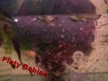 beyonce sean paul aquarium platy babies guppy welse glass garnellen seydisehir konya beyonce sean paul aquarium platy babies guppy welse glass garnellen seydisehir konya