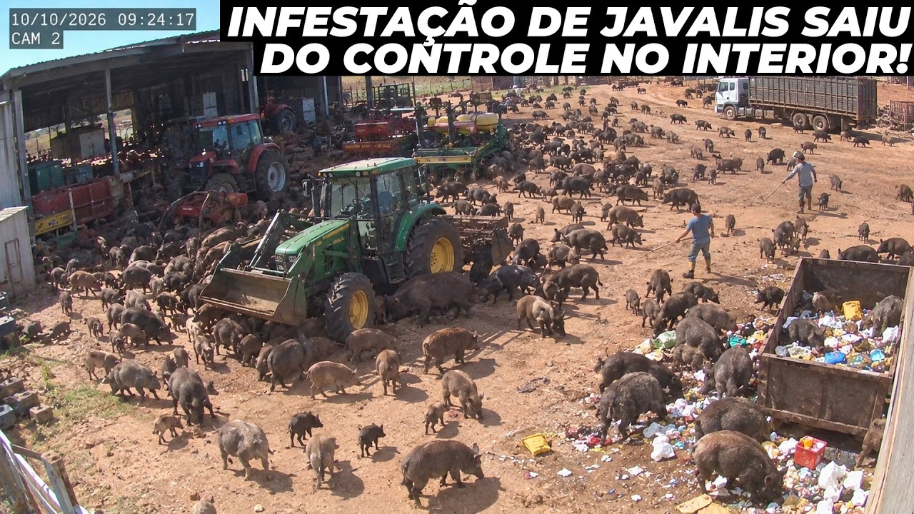 Infestação de javalis está saindo do controle no interior do Brasil