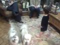 videos de Two dogs and a kid