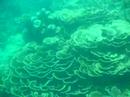 Fore Reef of Pramuka Reef Platform Fore Reef of Pramuka Reef Platform
