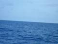 videos de Avvistamento balena a Ponza