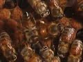 Honey bee waggle dance