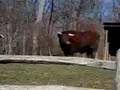 Bull Mooing