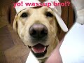 Justin Lo -  ????? featuring... romey :P