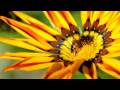 Nikon D90 Video - Macro