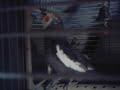 cockatiel seth doing wolf whistle