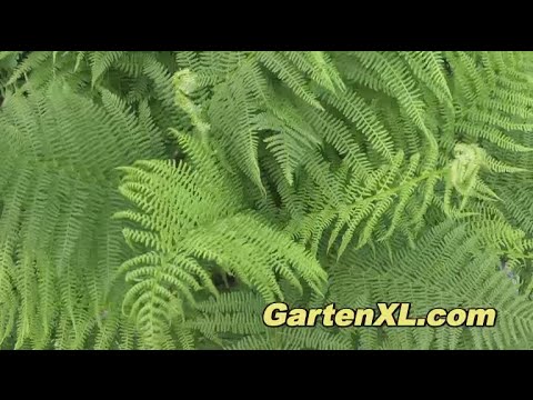 Farn (Wurmfarn) im Garten