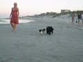 Molly, Mitzi, and a Random Dog