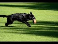 WORKING DOGS FOR SCHUTZHUND