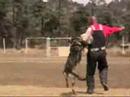 WORKING DOGS FOR SCHUTZHUND