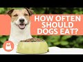 Home Blog How Much Food to Feed My Dog?