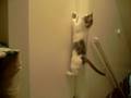 my cat can open the door!