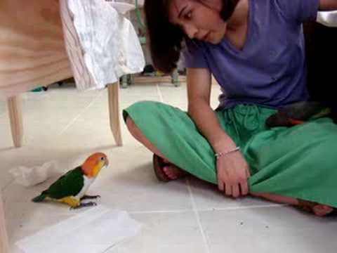 Chickie caique with vet tech