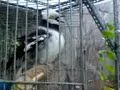 Burung Apa Ya...