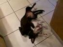 NoNoBadDog