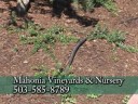 Mahonia Bio-diesel landscape Mahonia Bio-diesel landscape