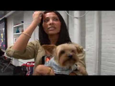 Yorkiepuppies Youtube on Of The Yorkshire Terrier Created By Animal Planet It Offers More