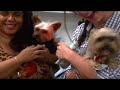 Dogs 101  Yorkshire Terrier