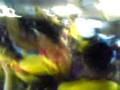 videos de A maior zona oeste da ilha do retiro .3GP