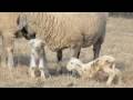 videos de new sheep