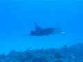 Kona 1-4-090044