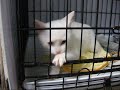 ❤出して!暴れる 珍しい 白トラ 可愛い 白猫 1/24 猫の里親会 来て