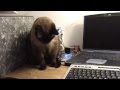 videos de COCO CINTA ADESIVA