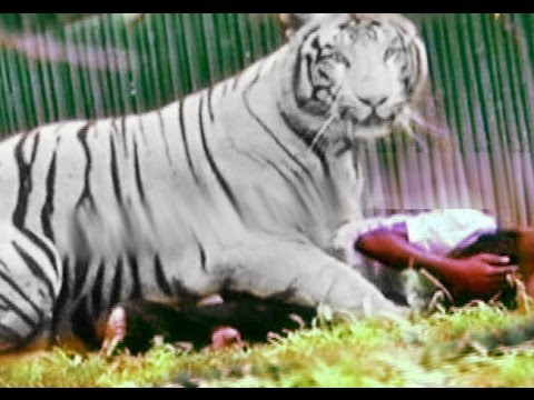 White tiger attack : 12th Student was Killed by Tiger in Delhi Zoo , India