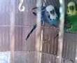 Pappagalli di Vale P MELOPSITTACUS UNDULATUS COCORITO