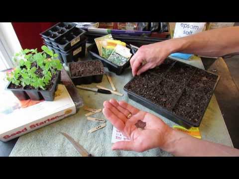 how to replant oregano