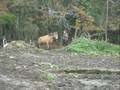 PoOlette a la recherche de Ovette