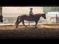 2008 Rachel Riding Sunny Bareback  Haflinger/Belgain