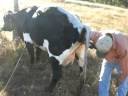 Best Cow Cesarean section done all complete here we start palpating the cow to do the job...►►Part 1 ◄◄