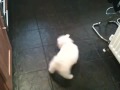 Bichon frise puppy 5 months barking at kids toy