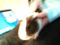 videos de Snickers the Guinea Pig