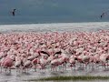 Flamingo Lake (Lake Nakuru)