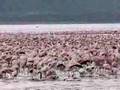 Flamingo Lake (Lake Nakuru)