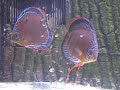 Wild Discus with fry 