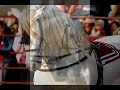 CABALGATA PRESIDENTE CABALGATA PRESIDENTE