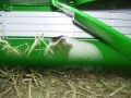 videos de mady my guinea pig