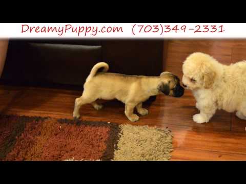 Super Cute Female Puppy 1