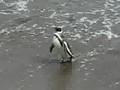Magellan penguins