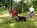 Kobe von Prufenpuden SchH 1