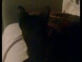 Kittenz Kittenz