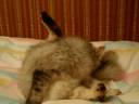 Micka - ?istota p?l zdrav�