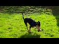 Maxi, Deutscher Pinscher